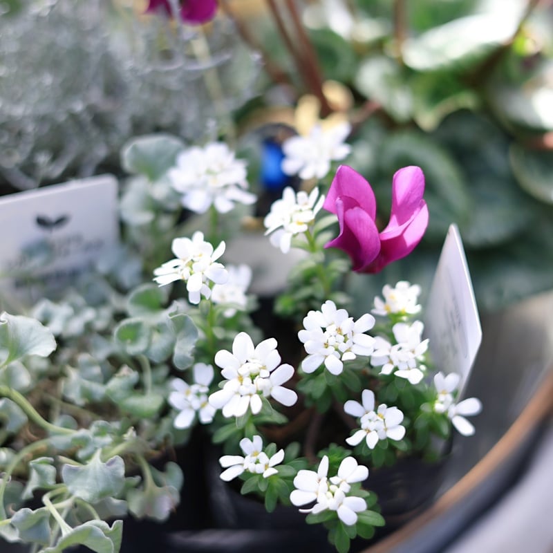 シクラメン ブルージュエリーシリーズとシルバーリーフの花苗セット