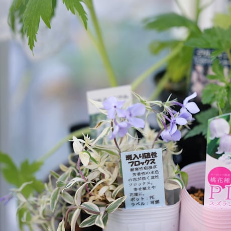 季節を楽しむ植え込み用花苗セット