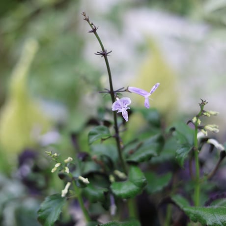 自分で植える花苗セット　秋のシックカラー