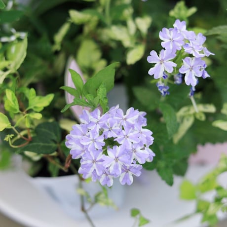 自分で植える　花苗エキナセアセット
