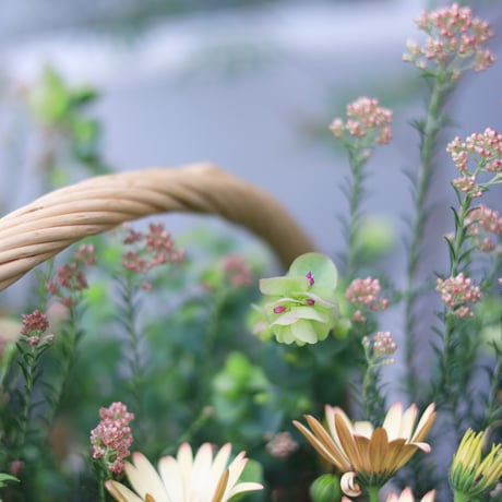 自分で植える花苗セット　ベージュピンク
