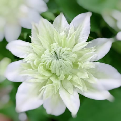 クレマチス花園　RHS植木鉢マリナーつき