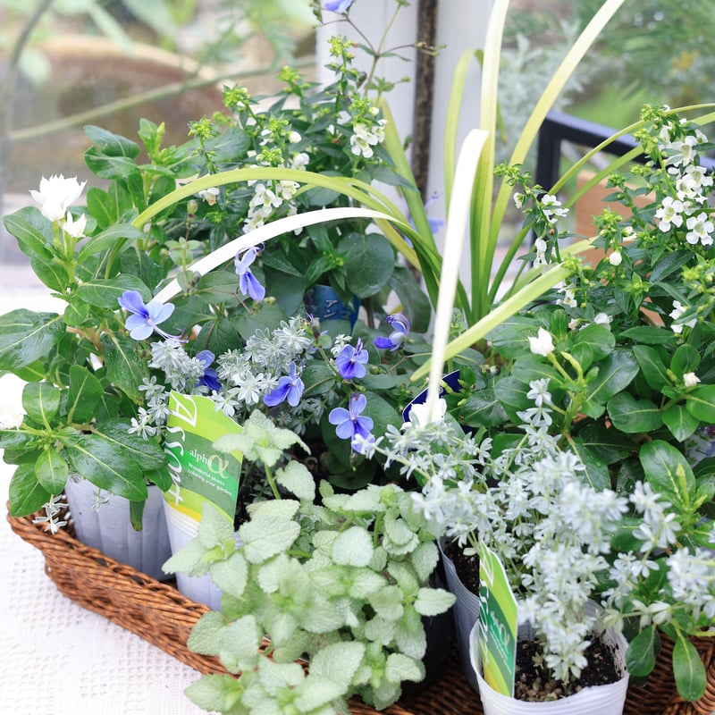 夏の花苗セット クレロデンドルム | coconiwa