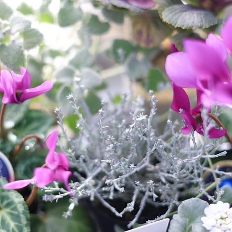 シクラメン　ブルージュエリーシリーズとシルバーリーフの花苗セット