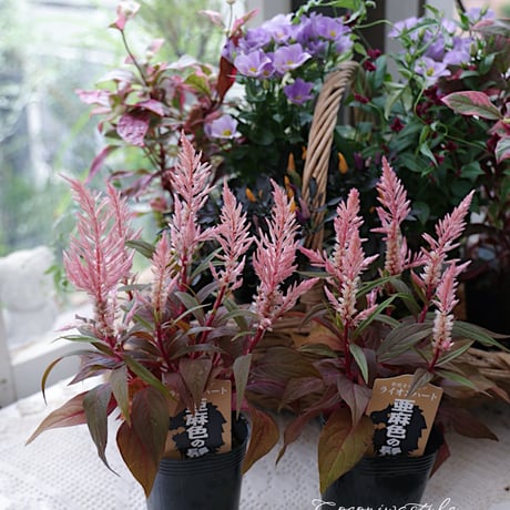 花苗セット　秋のシックカラー