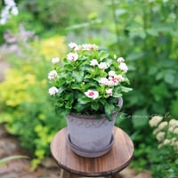 日々草ミキ4号　バーグスポター植木鉢セット