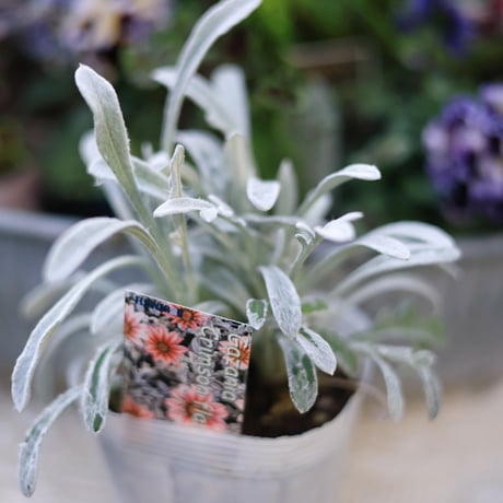 花苗セット　フリルパンジードラキュラ