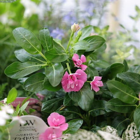 夏の花苗セット