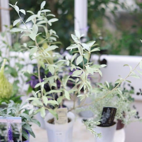 自分で植える花苗セット　秋のシックカラー