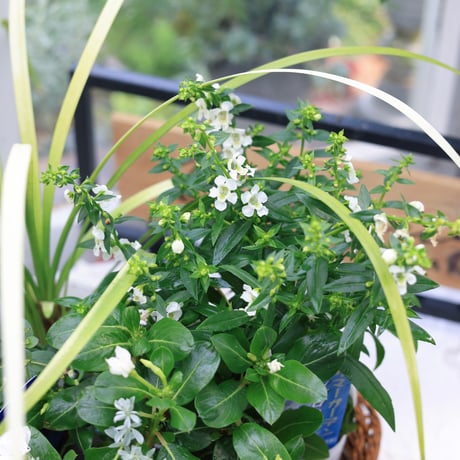 夏の花苗セット　クレロデンドルム