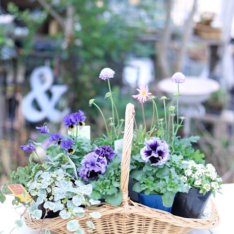 ドラキュラブルーの花苗セット