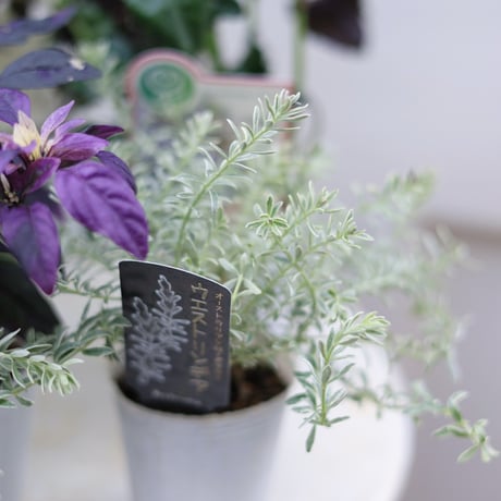 自分で植える花苗セット　秋のシックカラー