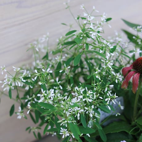 自分で植える　花苗エキナセアセット