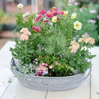 自分で植えるプリティピンク 花苗セット