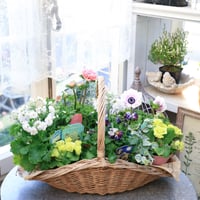 春の花苗セット　アネモネ＆ジュリアン