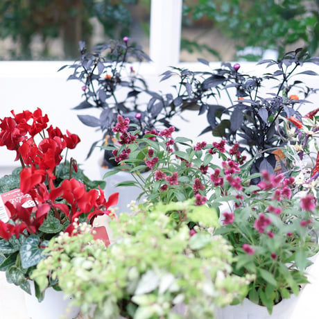 自分で植える花苗セット　シクラメンアレンジレッドver.ラタンバスケット付き