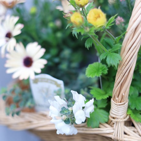 自分で植える花苗セット　ベージュピンク