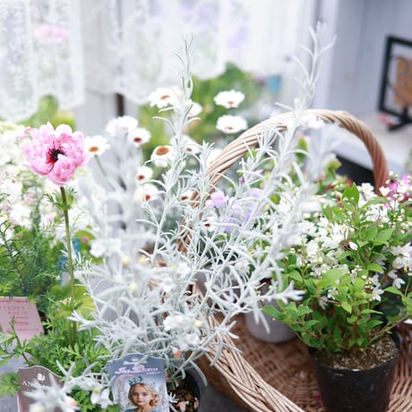 春の花苗セット　ローダンセマム＆アネモネアンアリス