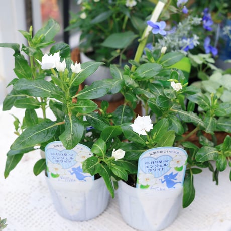 夏の花苗セット　クレロデンドルム