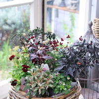 自分で植える花苗セット　シックビオラ