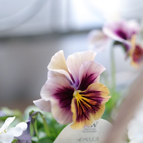 バスケットと春の花苗セレクション　ベラボン付
