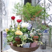春の花苗セレクション𓂂𓏸 𓂃