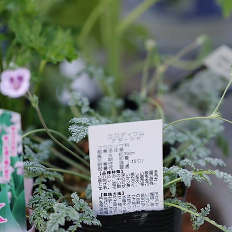 季節を楽しむ植え込み用花苗セット
