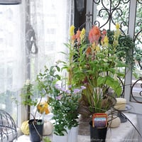 ケイトウコリーと秋の花苗セットB