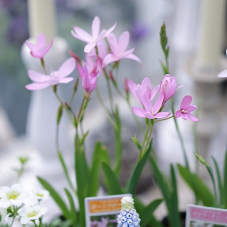 球根植物を楽しむ春の花苗セレクション𓂂𓏸 𓂃
