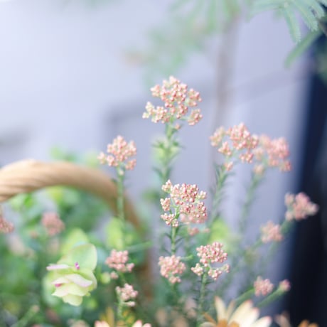 自分で植える花苗セット　ベージュピンク