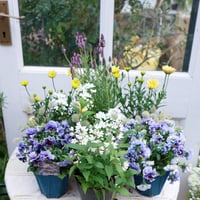 春の花苗セット　ブルー＆イエロー