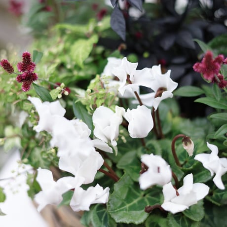 自分で植える花苗セット　シクラメンアレンジホワイトver.ラタンバスケット付き