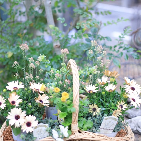 自分で植える花苗セット　ベージュピンク