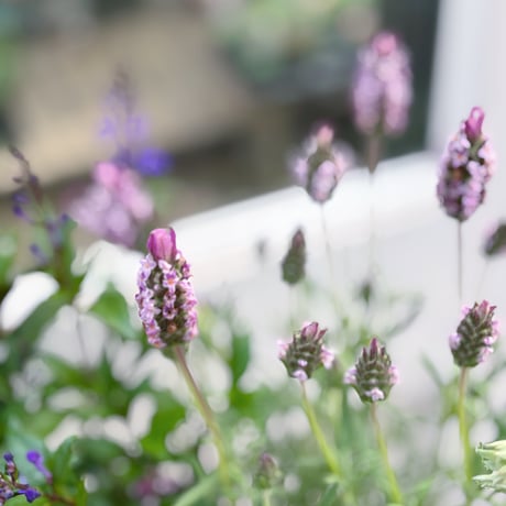 春の花苗セット　クレマチスペトレイ