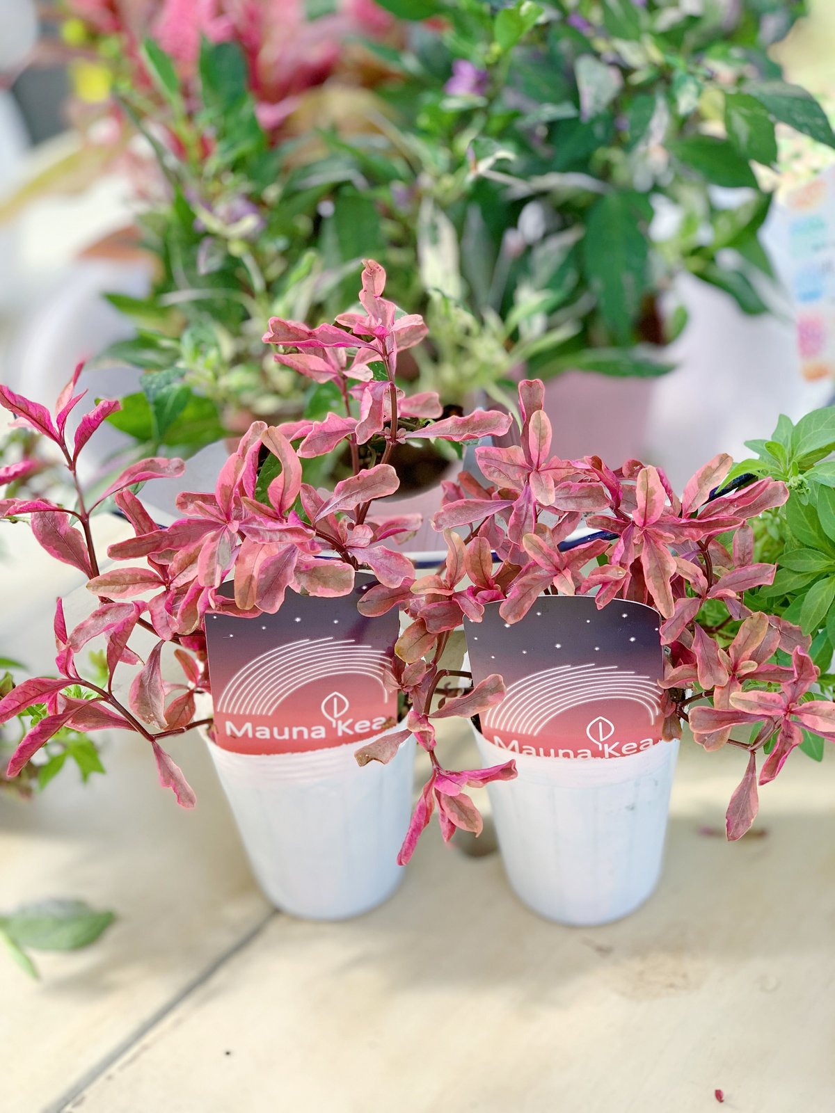 花月苗木　薄ピンク色と濃いピンク色2株セット　開花中　鉢ごと発送 花月苗木 薄ピンク色と濃いピンク色2株セット 開花中 鉢