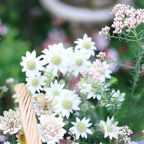 自分で植える花苗セット　ホワイト&ベージュ