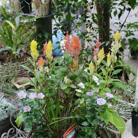 ケイトウコリーと秋の花苗セットB
