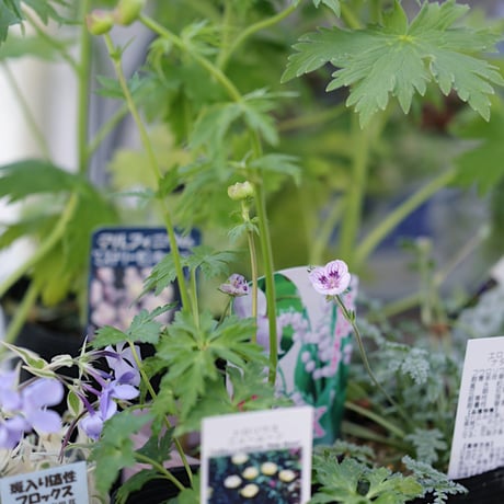 季節を楽しむ植え込み用花苗セット