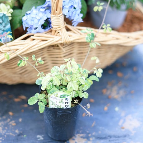 自分で植える花苗セット/ヤマアジサイ津江のこでまり