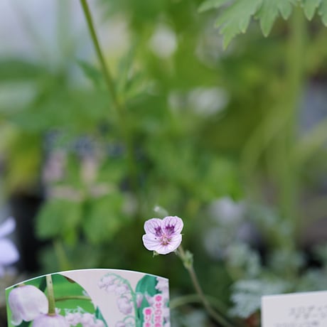 季節を楽しむ植え込み用花苗セット