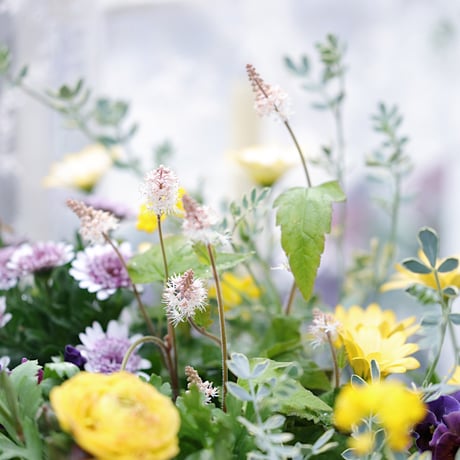 春の花苗セレクション𓂂𓏸 𓂃パステリーナ