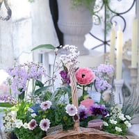 春の花苗セレクション