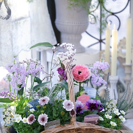 春の花苗セレクション