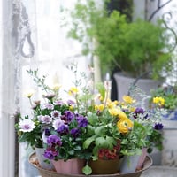 春の花苗セレクション𓂂𓏸 𓂃パステリーナ