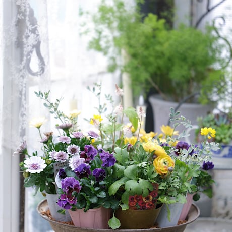 春の花苗セレクション𓂂𓏸 𓂃パステリーナ