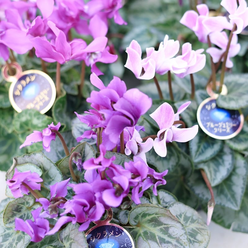 シクラメン ブルージュエリーシリーズとシルバーリーフの花苗セット
