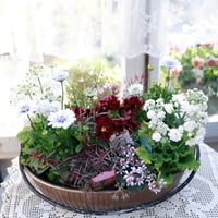 春の花苗セット　八重サクラソウ&シルバーナイト