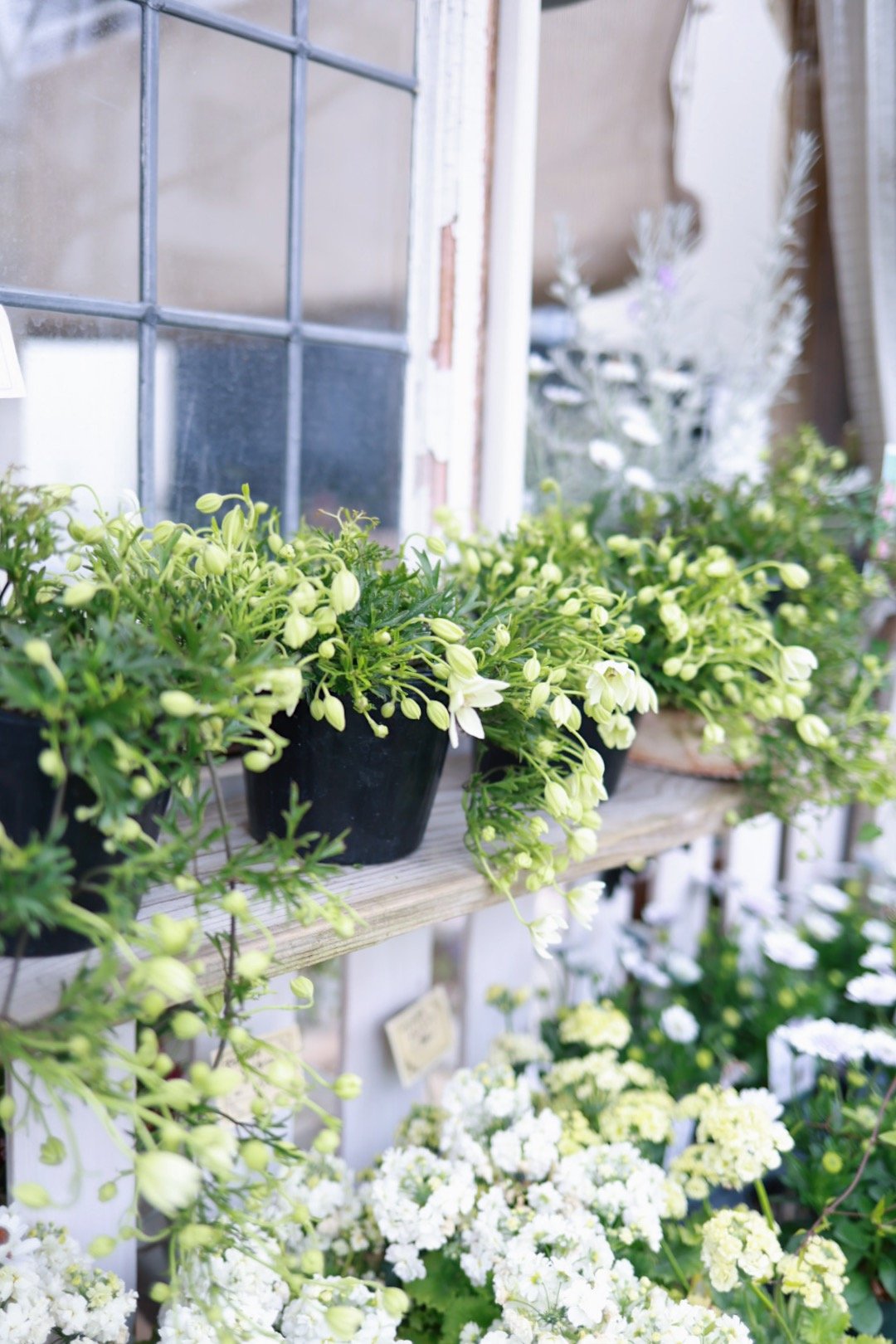 常緑クレマチスカートマニージョー 4.5号 | coconiwa