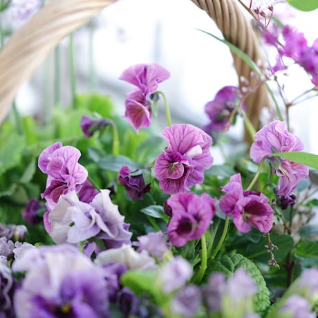 春の花苗セレクション ブルー