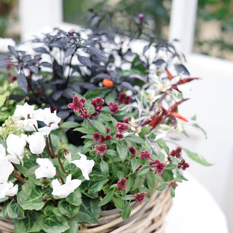 自分で植える花苗セット　シクラメンアレンジホワイトver.ラタンバスケット付き